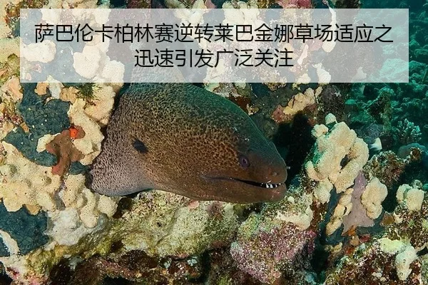 萨巴伦卡柏林赛逆转莱巴金娜草场适应之迅速引发广泛关注